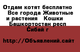 Отдам котят бесплатно  - Все города Животные и растения » Кошки   . Башкортостан респ.,Сибай г.